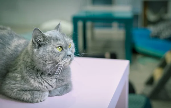 작고 귀여운 고양이가 테이블 위에 앉아 있습니다. 스코틀랜드 산짧은 털 — 스톡 사진
