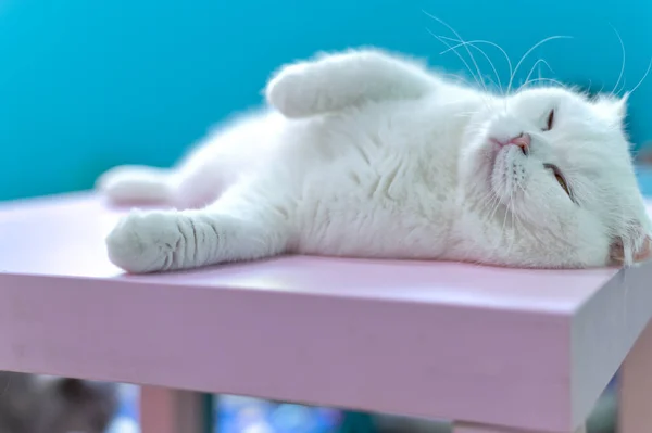 Młody, słodki kot śpi na stole. Scottish Fold krótkie włosy — Zdjęcie stockowe