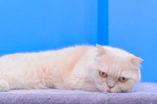 카펫 바닥에 누워 있는 귀엽고 귀여운 고양이입니다. 스코틀랜드의 짧은 조상들- — 스톡 사진