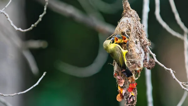 Olíva hátú Sunbird Repülő takarmány fiókák fészekben — Stock Fotó