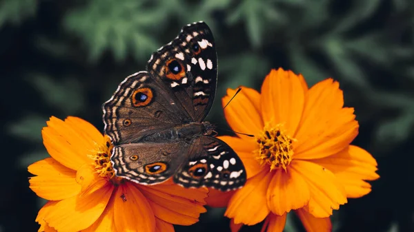 Бабочка на цветах в саду — стоковое фото