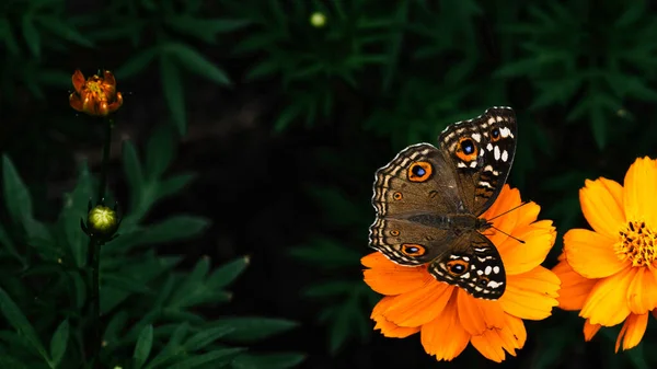 Ein Schmetterling auf Blumen im Garten — Stockfoto