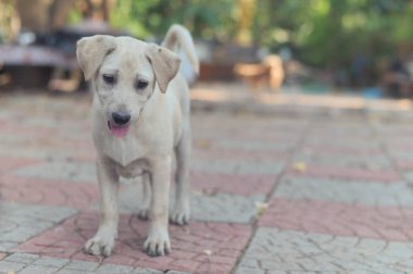 Şirin bir köpek yavrusunun portresi..