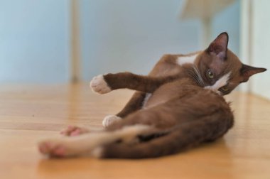 Beyaz gri bir kedi yavrusunun yakın plan portresi.