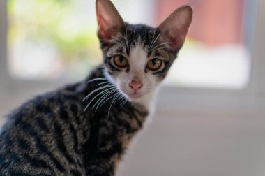 Siyah beyaz bir kedinin yakın plan portresi