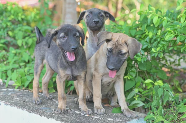 Retrato Lindo Cachorro Juguetón — Foto de Stock