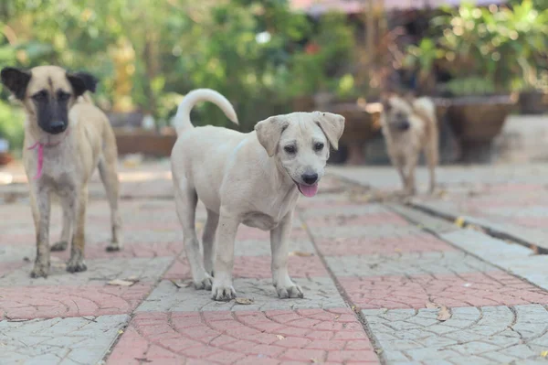 Retrato Lindo Cachorro Juguetón — Foto de Stock