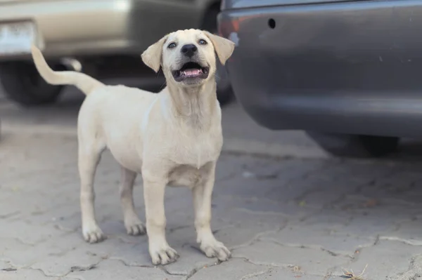 Retrato Lindo Cachorro Juguetón — Foto de Stock