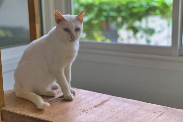 Diamond Eye Cat Khao Manee Rare Breed Cat Originating Thailand — 스톡 사진