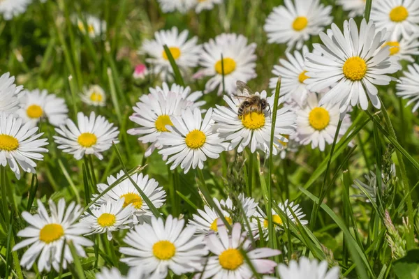 Beyaz papatya çiçekleri