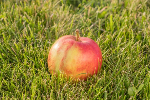 Pomme mûre sur l'herbe — Photo