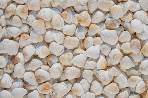 Çok farklı boyutlarda kabukları