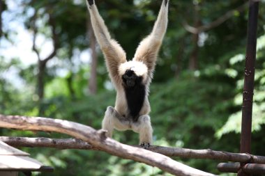 Maymunlar Tayland onların işleri ile meşgul