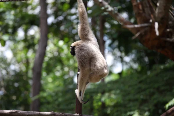 Affen sind mit ihren Hausarbeiten beschäftigt, Thailand — Stockfoto
