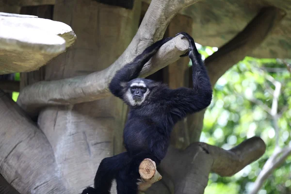 Apen zijn bezig met hun klusjes, Thailand — Stockfoto