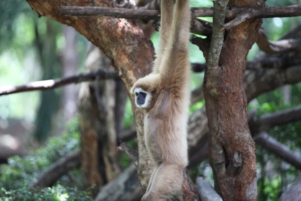 Le scimmie sono occupate con le loro faccende, Thailandia — Foto Stock