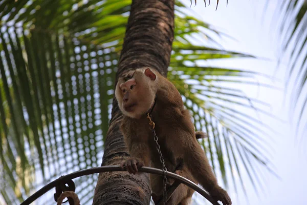 Monkeys are busy with their chores, Thailand — Stock Photo, Image