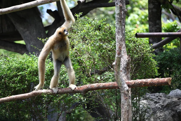 Macacos estão ocupados com suas tarefas, Tailândia — Fotografia de Stock