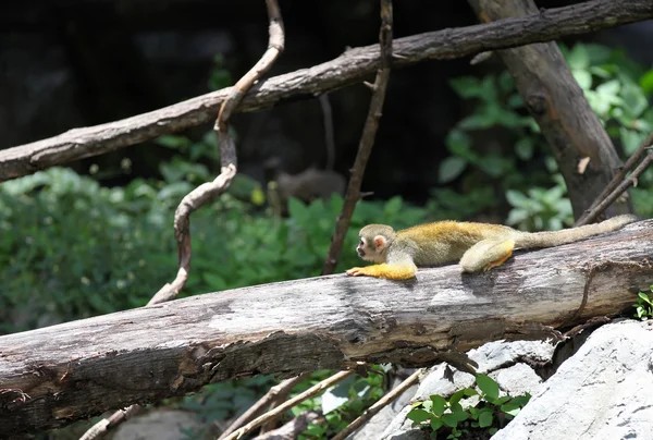 Apen zijn bezig met hun klusjes, Thailand — Stockfoto