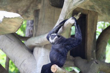 Maymunlar Tayland onların işleri ile meşgul