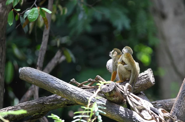 Le scimmie sono occupate con le loro faccende, Thailandia — Foto Stock