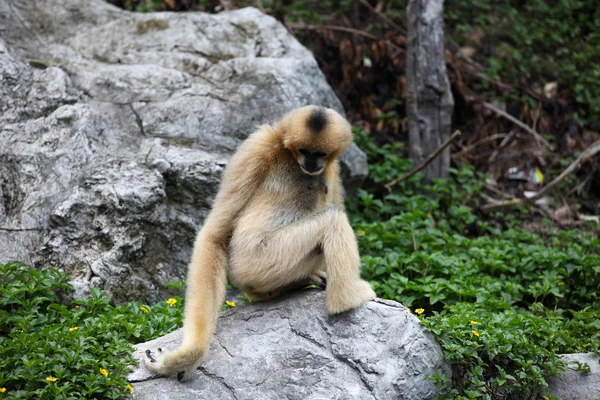 Apen zijn bezig met hun klusjes, Thailand — Stockfoto