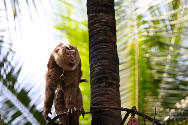 Majmok elfoglalva, a saját bevásárlási, Thaiföld — Stock Fotó
