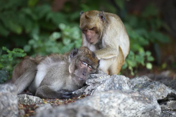 Apen zijn bezig met hun klusjes, Thailand — Stockfoto