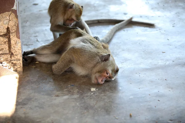 Monkeys are busy with their chores, Thailand — ストック写真