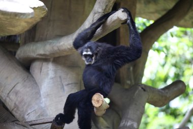 Maymunlar Tayland onların işleri ile meşgul