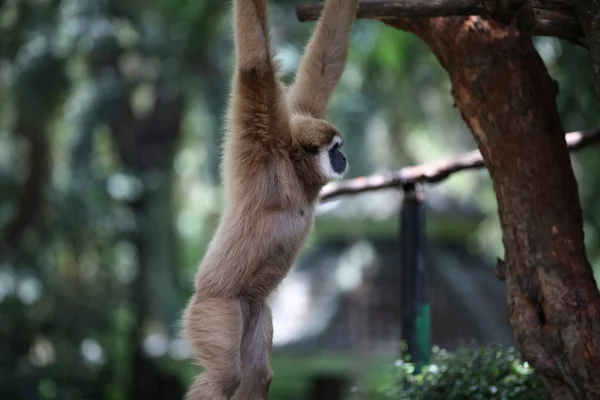 Monkeys are busy with their chores, Thailand — Φωτογραφία Αρχείου