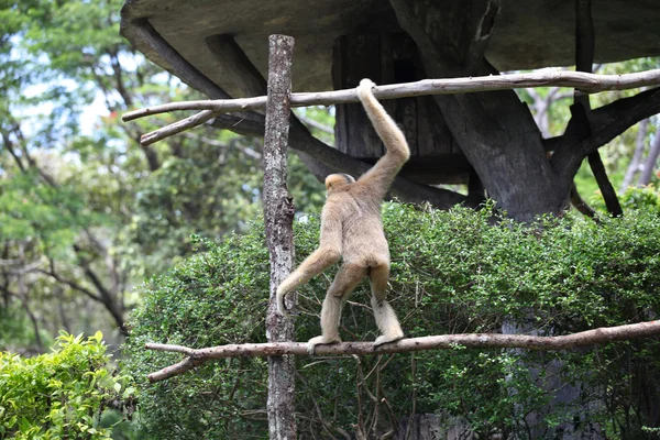 Monkeys are busy with their chores, Thailand — Stock Photo, Image