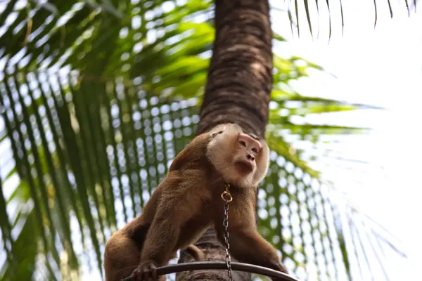 Monkeys are busy with their chores, Thailand — Stock Photo, Image