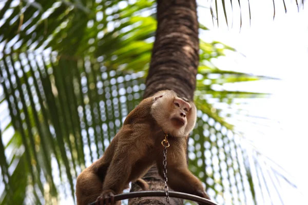 Singes sont occupés avec leurs corvées, Thaïlande — Photo