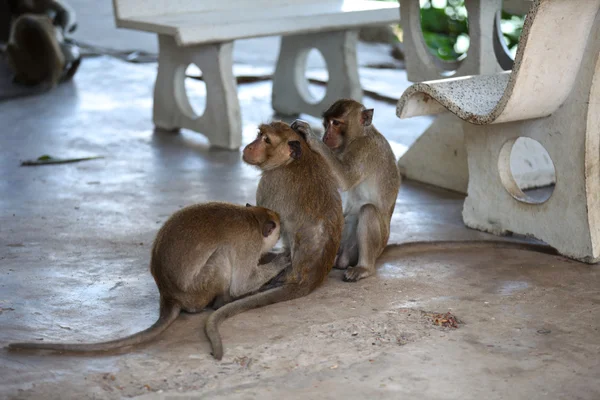 Maymunlar Tayland onların işleri ile meşgul