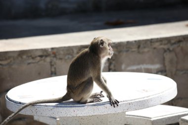 Maymunlar Tayland onların işleri ile meşgul