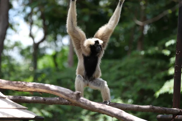 원숭이 바쁜 그들의 일, 태국 — 스톡 사진