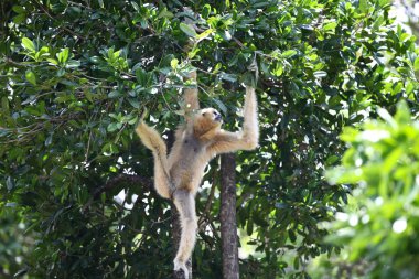 Maymunlar Tayland onların işleri ile meşgul
