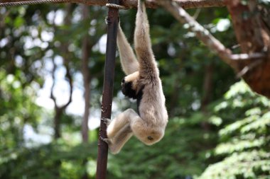 Maymunlar Tayland onların işleri ile meşgul