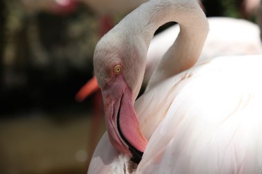 Zarif boyun ile pembe flamingo