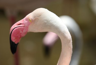 Zarif boyun ile pembe flamingo