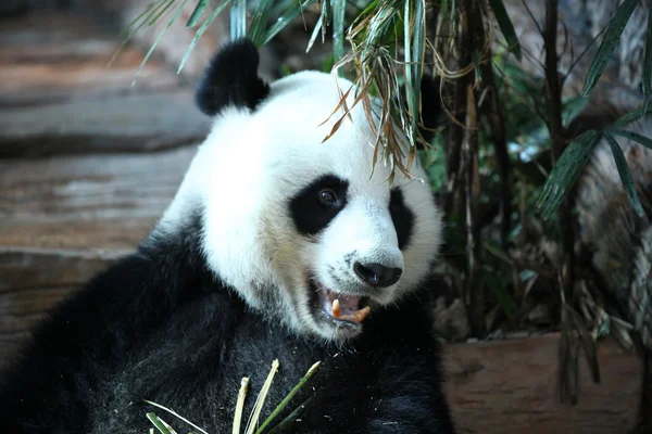 Bambu ayı ya da bir dev panda, Tayland — Stok fotoğraf