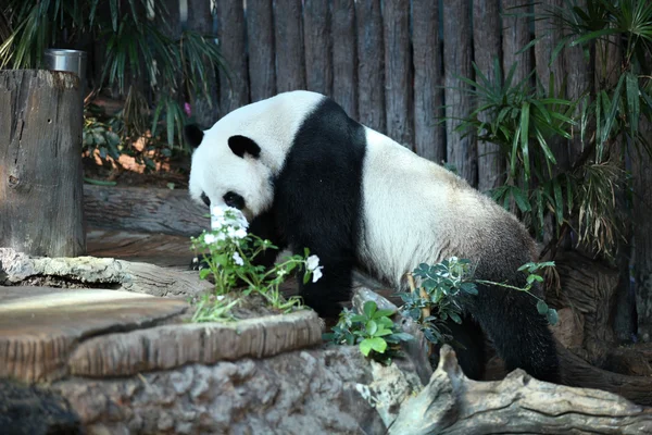 Bambu ayı ya da bir dev panda, Tayland — Stok fotoğraf