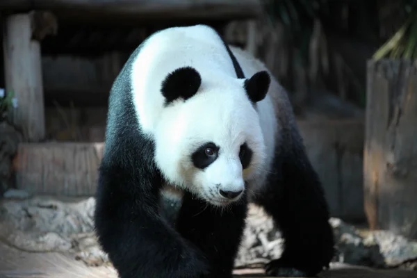 Bambu ayı ya da bir dev panda, Tayland — Stok fotoğraf