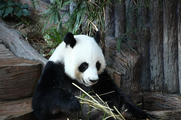 Bambu ayı ya da bir dev panda, Tayland — Stok fotoğraf