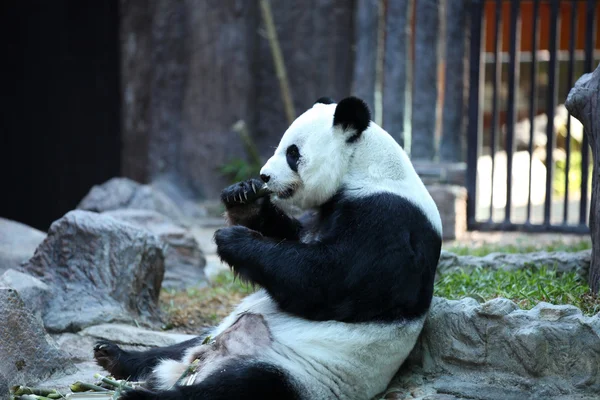 Bambu ayı ya da bir dev panda, Tayland — Stok fotoğraf