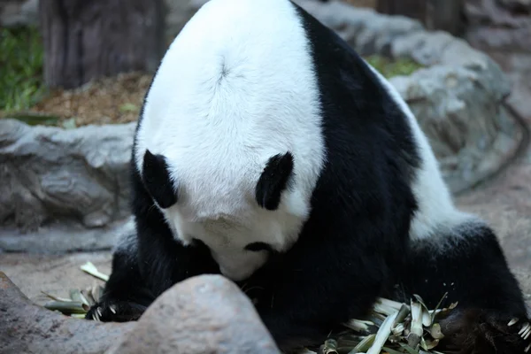 Bambu ayı ya da bir dev panda, Tayland — Stok fotoğraf