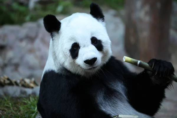 Bambu ayı ya da bir dev panda, Tayland-17 — Stok fotoğraf