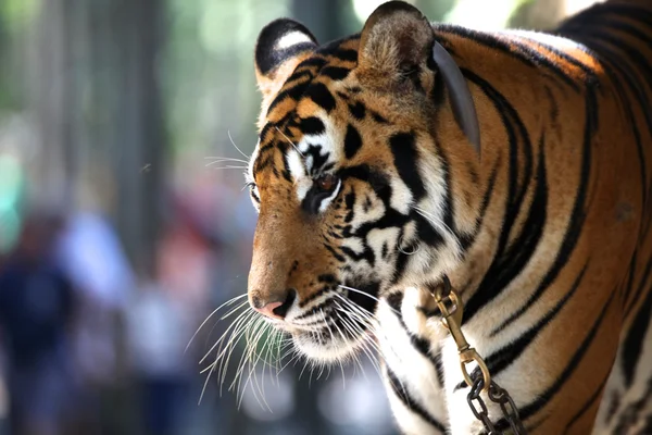 Крупнейший представитель семейства кошек - тигр, Таиланд — стоковое фото