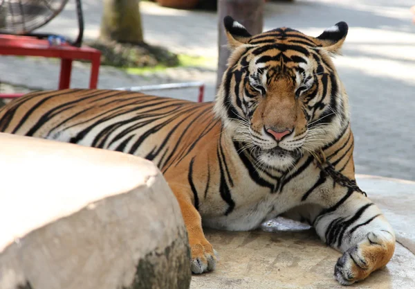Крупнейший представитель семейства кошек - тигр, Таиланд — стоковое фото
